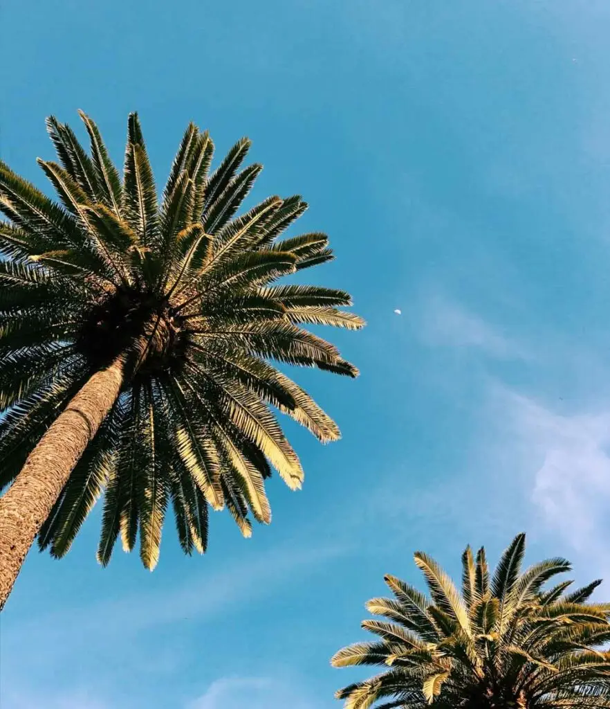 El Higuerón, Costa del Sol